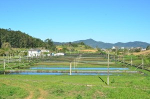 criacaode-peixes