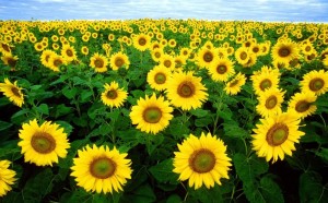 flores-1