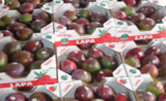 Frutas de Pernambuco vão ser vendidas aos consumidores da Coréia do Sul