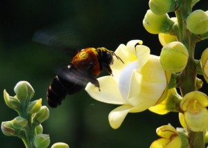 polinizacao-castanheira-abelha-1
