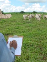Propriedades rurais são mais rentáveis com sustentabilidade na agropecuária