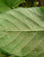 Brasil já tem quatro focos de ferrugem-asiática nas plantações de soja
