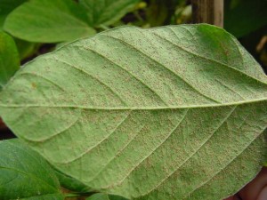ferrugem-asiatica-na-soja