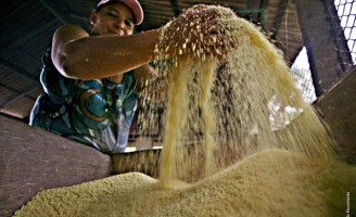 Orientações para solucionar problemas na produção de mandioca no Brasil