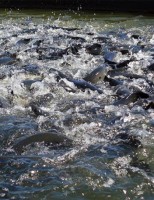 Brasil tem crescimento vertiginoso no setor de aquicultura