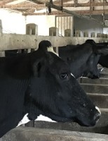 Projeto Balde Cheio de produção de leite será ampliado alcançando mais produtores