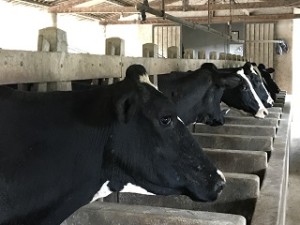 vacas-no-estabulo