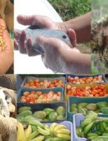 Aumenta a quantidade de culturas na cobertura do Seguro da Agricultura Familiar