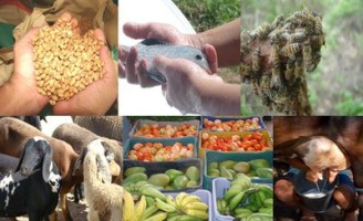 Aumenta a quantidade de culturas na cobertura do Seguro da Agricultura Familiar