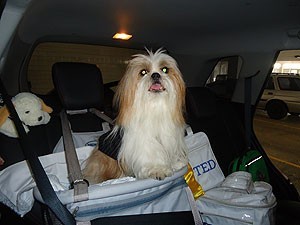 cadeira-para-cachorro