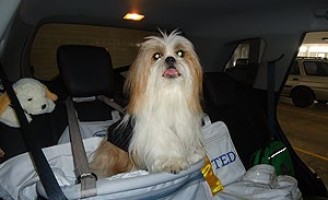 O jeito certo de viajar com seus animais de estimação