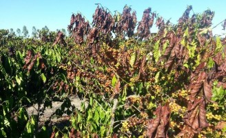 Seca prejudica a safra de café no município que é o maior produtor do Brasil
