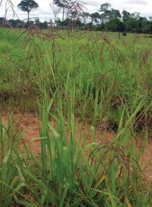 capim-navalha
