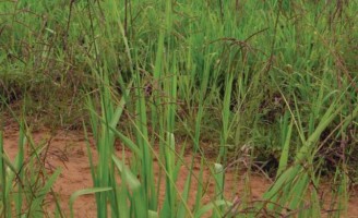 A gravidade dos ataques de plantas invasoras nas pastagens brasileiras