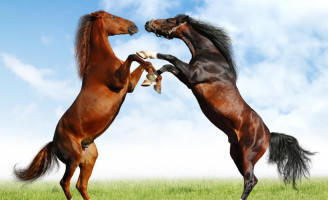 Veterinária orienta como reduzir o estresse em cavalos
