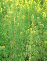 O pequeno agricultor pode ganhar mais plantando flores em suas terras