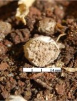 Um fertilizante feito a base de cama de galinha