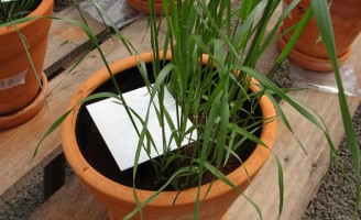 Meio ambiente mais limpo e produtivo com uso de fertilizante inteligente