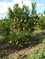 COMO FAZER uma plantação de laranja