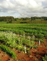Uma planta que vem fazendo sucesso no controle da lagarta-do-cartucho no milho