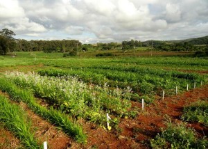 milho-cotralaria