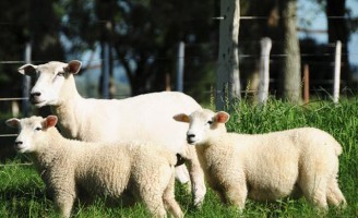 Orientações para aumentar a produção de cordeiros numa criação para a produção de carne