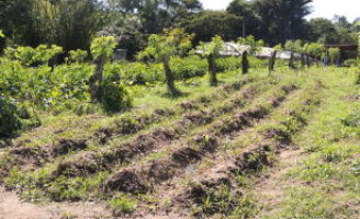 Adubo de qualidade pode ser feito com resíduos orgânicos enriquecidos com minerais