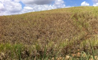Zona da mata de Pernambuco sofre com a seca e safra de cana cai