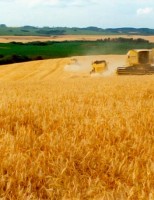 Investimento em novas regiões produtoras fariam o Brasil autossuficiente em trigo