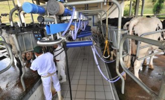 Produção de leite no Brasil deve apresentar  queda no fechamento do balanço de 2016