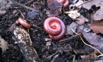 O piolho-de-cobra ajuda a produzir o novo e especial  gongocomposto