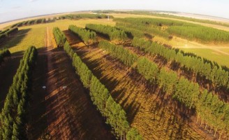 Propriedades em cinco estados já adotam o sistema Integração lavoura-pecuária floresta