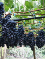 A cultivar de uva de mesa sem semente que se adapta no nordeste e no sul do país