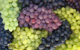 Vinicola gaúcha faz ótima colheita e prevê bons vinhos para esta safra