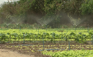 Aumenta a produtividade nos projetos de irrigação do semiárido baiano