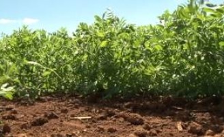 Pesquisa prepara leguminosas brasileiras para venda no mercado indiano