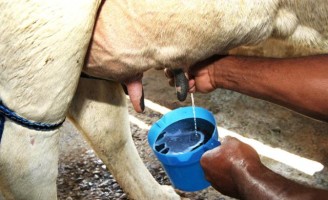 Nanotecnologia pode revolucionar tratamento de mastite bovina