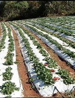 Morango dá bons resultados no tempo de seca em Minas Gerais