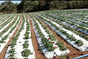plantacao-de-morango