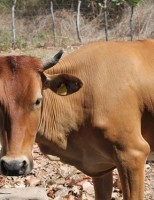 Arca de Noé moderna tem banco de semen na Embrapa