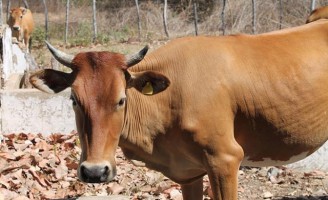 Arca de Noé moderna tem banco de semen na Embrapa