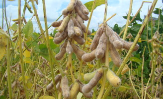 A soja de crescimento indeterminado vem ganhando espaço no cultivo brasileiro