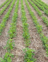 A forma de plantar pode promover crescimento na produção da soja