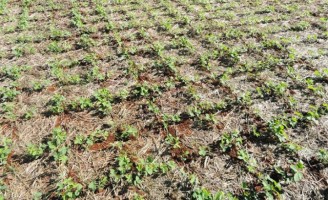 Produtor deve ter cuidado na escolha das diversas formas de planta a soja
