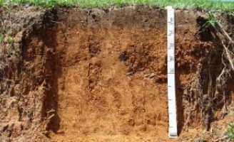Mais controle para as doenças do solo com técnicas avançadas com uso de Trichoderma