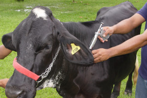 vacinação febre aftosa