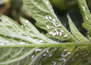 Mosca branca nas folhas