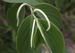 Planta amazônica contra dengue