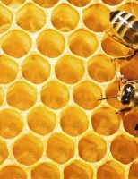 É possível oferecer alimento artificial para manter atividade das abelhas na produção de mel