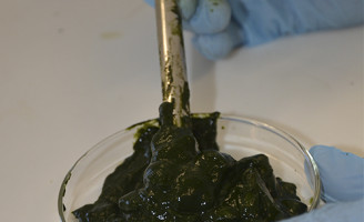 Microalgas produzem substâncias para a saúde e promovem renda para o agricultor